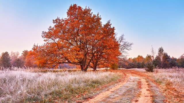 Dirt road on field, oak tree with orange leaves. Season change from autumn to winter.