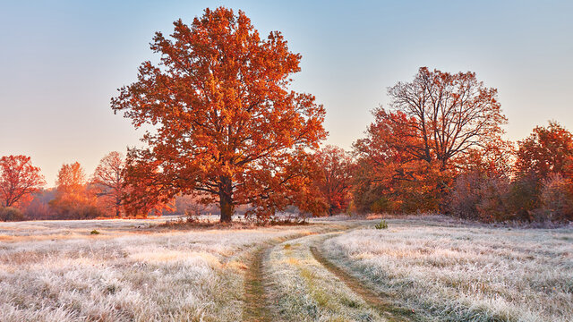 Dirt road on field, oak tree with orange leaves. Season change from autumn to winter.