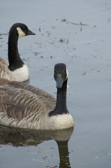 Canada Geese Swimming in Water