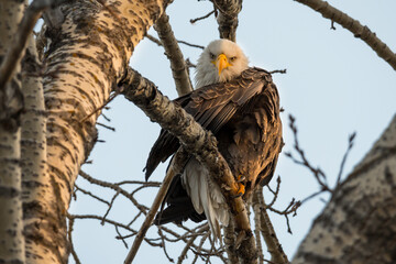 Bald Eagle perching in a tree at sunset looking at the camera. Bald Eagle bird of prey perched and preening feathers on a tree branch