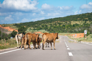 Small herd of cows crossing the road in Vietnam - Powered by Adobe