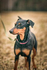 Portrait of a handsome thoroughbred German Pinscher in the field.