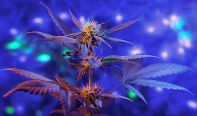 New Year purple cannabis plant on shining background. Winter holiday concept with marijuana plant in glowing lights background.