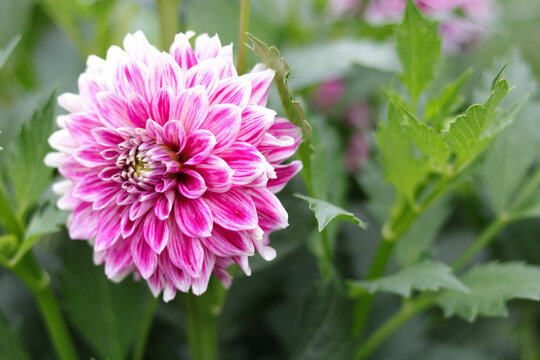 Beautiful pink Dahlia flower close up photo at nature with a green background.Gardening, landscaping, perennial flowers.Beautiful pink dahlia fresh flower blossoming in the garden. Greetings, postcard