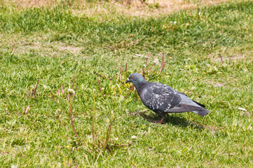 A rock dove walks on green freshly cut grass in a picturesque park