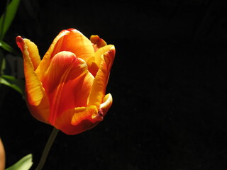 tulipán iluminado con fondo oscuro