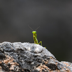 Green mantis on a stone wall