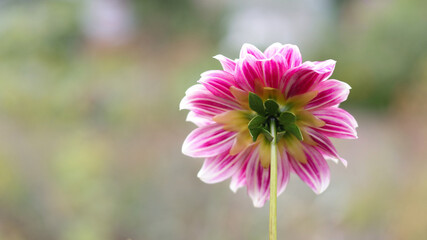 Obraz premium Beautiful pink Dahlia flower close up photo at nature with a green background.Gardening, landscaping, perennial flowers.Beautiful pink dahlia fresh flower blossoming in the garden. Greetings, postcard