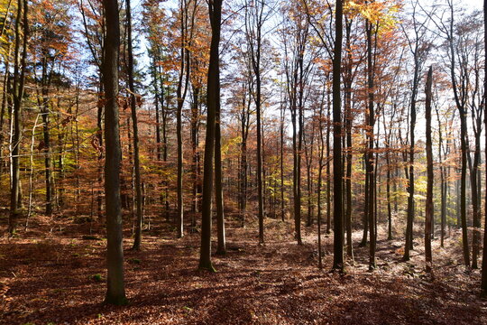 Herbstlicher Buchenwald im Nationalpark Hunsrück-Hochwald