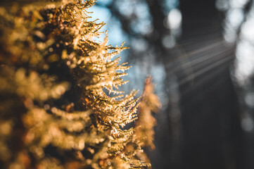 Sunflare sur la mousse d'un arbre