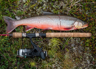 Big fish trophy Arctic char or charr, Salvelinus alpinus is lying on the green vegetation next to the fly fishing rod. Caught in Lapland lake - 475166161