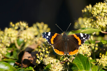 Red admiral butterfly (Vanessa Atalanta) with open wings perched on hedge (hedera helix) in Zurich, Switzerland