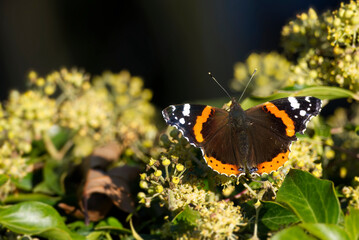 Red admiral butterfly (Vanessa Atalanta) with open wings perched on hedge (hedera helix) in Zurich,...