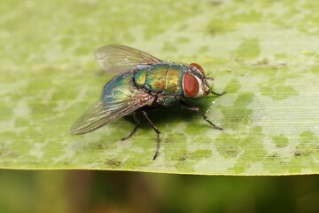 Colored Housefly on a leaf