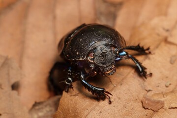 dor beetle on a dry leaf