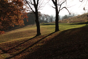Fall Landscape