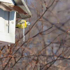 The common blue tit is a tit with bright bluish-yellow plumage.