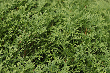 Beautiful leaves of thuja trees .Beautiful green natural background.Natural green beautiful fence. Thuja evergreen coniferous tree green twigs . Thuja texture. Beautiful screensaver on your desktop. 