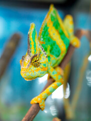 Beautiful Chameleon closeup isolated on white background. Multicolor beautiful reptile chameleon with colorful bright skin. The concept of disguise and bright skins. Exotic tropical animal. © Vera