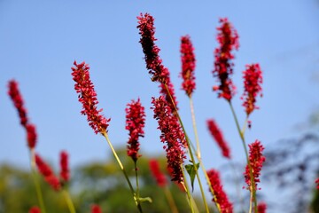 Flowers of red bistort. Bistorta amplexicaulis, the red bistort  or mountain fleece, is a species of flowering plant in the buckwheat family Polygonaceae.