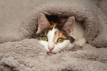 The sleepy muzzle of a cat peeks out of a beige plaid