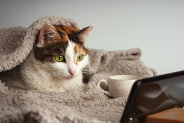 A multicolored cat lies under a beige blanket and watches a video on a smartphone