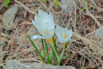 white crocus flower saffron