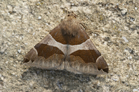 Closeup of the passenger moth, Dysgonia algira
