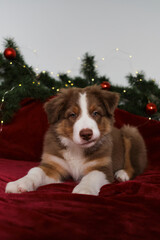 Red tricolor Australian Shepherd puppy is lying on bed against background of fir branch decorated with yellow garland and red Christmas balls. Aussie young dog with serious look. New Years holidays.