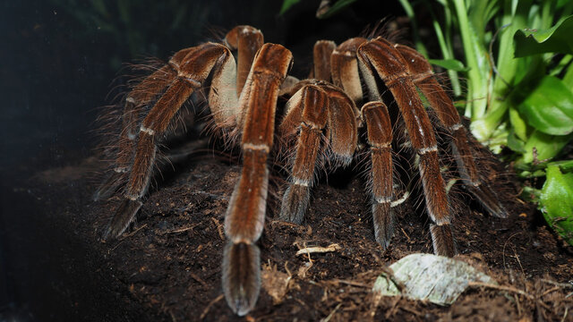 a large brown spider with villi of the genus theraphosa stirmi sits on the ground next to green plants in a terrarium. a large tarantula spider. side view