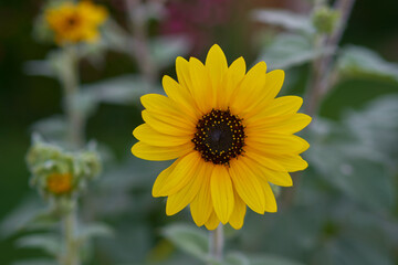 yellow flowers grow on green background