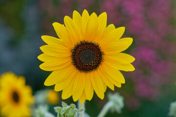 yellow flowers grow on green background