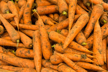 a lot of dirty unwashed small carrots