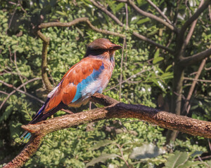 European Roller, Coracias garrulus is sitting on a branch. Birds watching. Portrait