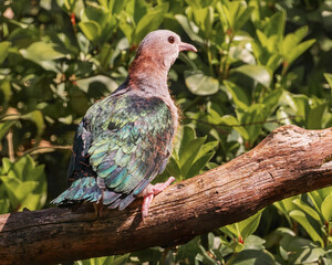 Green Imperial Pigeon, a large forest pigeon, Ducula aenea. Birds watching. Portrait