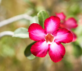 red flowers grow on green background