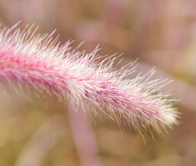 decorative flowers grow in the garden