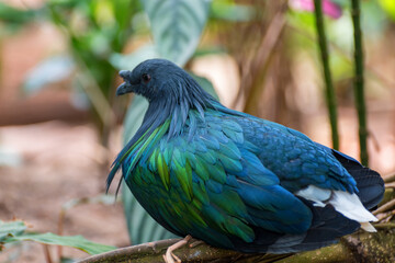 Nicobar pigeon, Caloenas nicobarica. Birds watching. Portrait