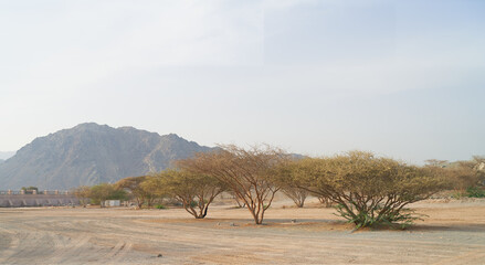 fragment of desert and bushes in Abu Dhabi