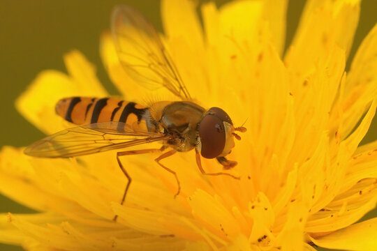 Closeup of the marmalade hoverfly, Episyrphus balteatus
