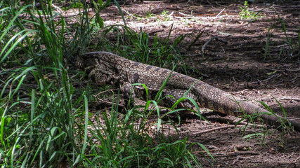 Overo lizard or iguana overa among grass