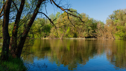 Fototapeta na wymiar Silhouette of a tree by the river.