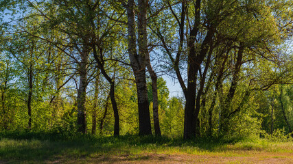 Deciduous forest on a sunny day.