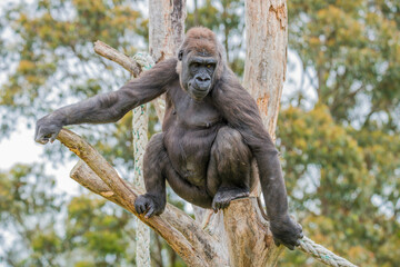 Female Western Low Land Gorilla © Merrillie