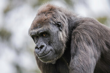 Female Western Low Land Gorilla
