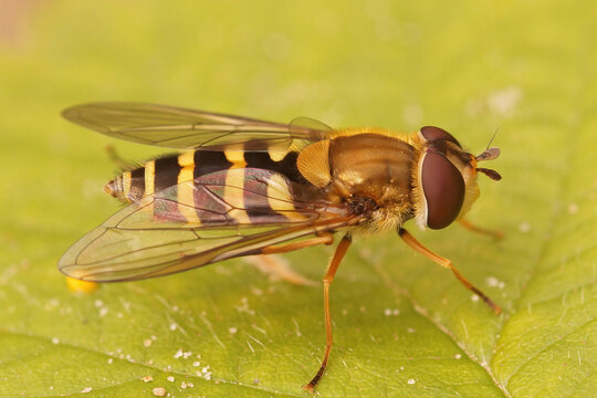 Detailed closeup of a  Common banded hoverfly , Syrphus ribesii