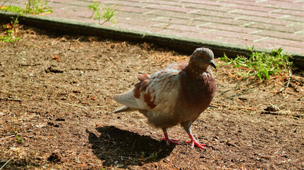 The city pigeon stands on the ground in the light of the sun