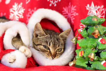 Cute beautiful little cat in Santa Claus costume. Little kitten and Christmas bokeh. Pet care. New Year. Beautiful little gray cat lies and rests .Pets. Christmas concept. Soft focus
