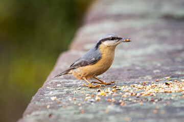 Eurasian Nuthatch feeding with a woodland background.