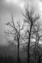 Trees and Fog in the Wenatchee National Forest, WA